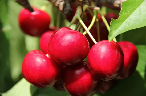 六大最佳低糖水果排行榜6种低糖水果一览表 六大最佳低糖水果排行榜6种低糖水果一览表